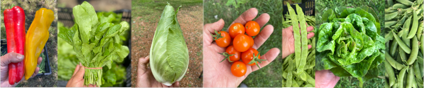 pictures of vegetables